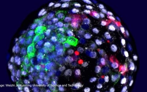 科学家将人类干细胞注入猕猴胚胎的实验或为人工培育替代器官铺平道路