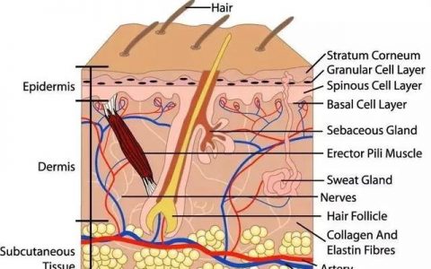 干细胞在皮肤抗衰老领域的应用，从细胞开始重返青春