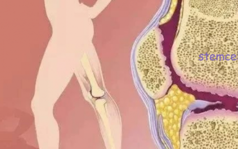 组织修复与再生，干细胞扮演着什么角色