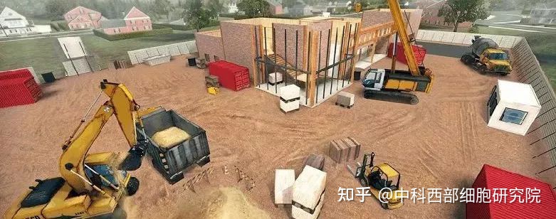 干细胞知识科普：免疫细胞与干细胞的区别