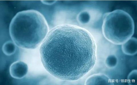 追赶世界干细胞科技成果转化：全产业链科技园模式正在我国探索