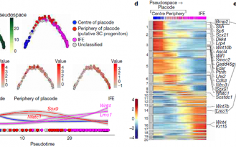“头等大事”，追本溯源！Nature 重磅报道毛囊干细胞起源
