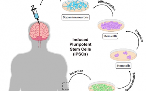 新一代干细胞治疗新锐，「士泽生物」公开已完成数千万元天使轮融资