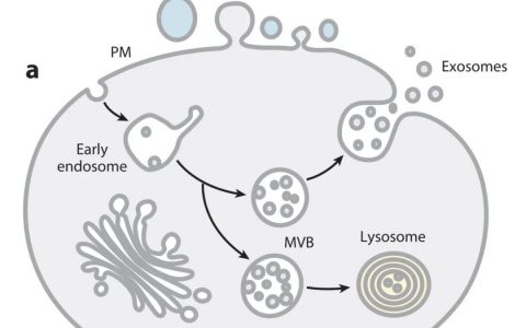 干细胞的下一个风口，或许是干细胞外泌体