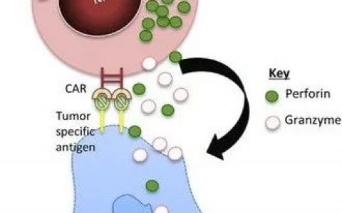 CAR-NK特定的CAR结构