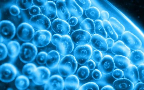 干细胞治疗研究如火如荼，临床前景不断被科学研究证实