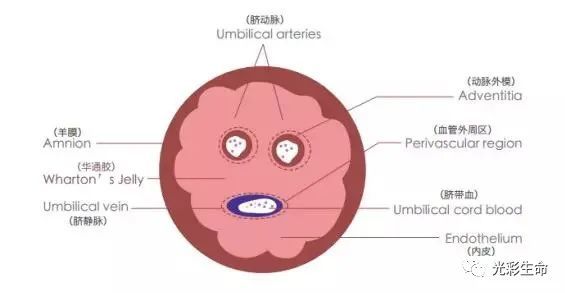 干细胞抗衰保健：一种新的健康生活方式