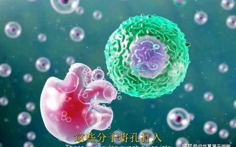 免疫细胞疗法的人群、周期、使用时间，一文全解答！