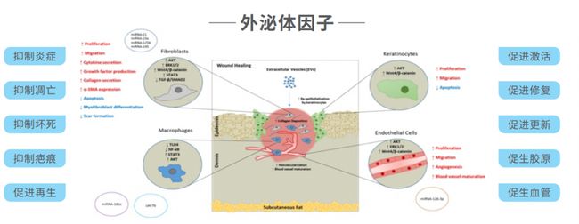 外泌体技术让细胞抗衰成为可能！