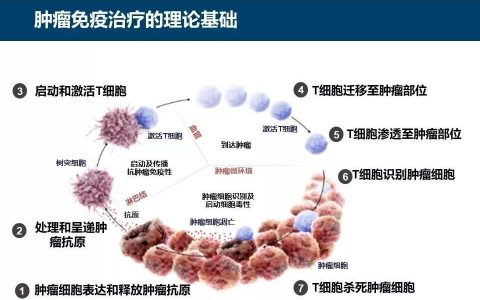比120万一针的CAR-T更接地气，GP96你了解多少？