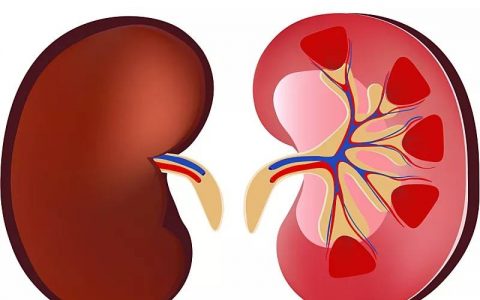 研究发现，肾脏干细胞成为治疗肾脏疾病理想选择