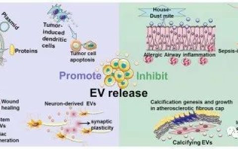山西医科大学：细胞外囊泡的释放控制以及疾病治疗的应用