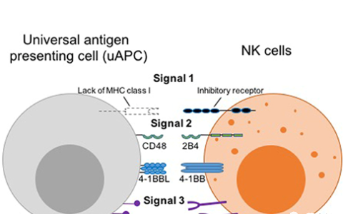 抗原呈递细胞能促进脐带血CAR-NK细胞的抗肿瘤活性
