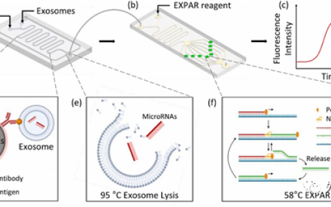 Biosens Bioelectron：一种进行外泌体miRNA等温扩增和检测的便携式系统