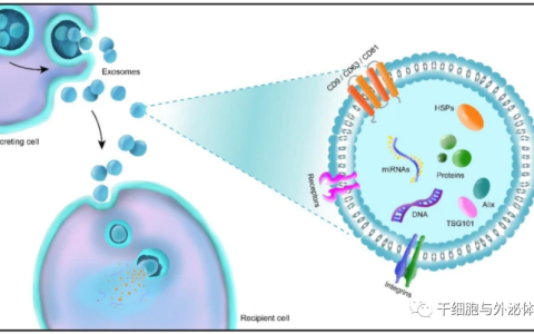 克服皮肤的障碍：外泌体疗法