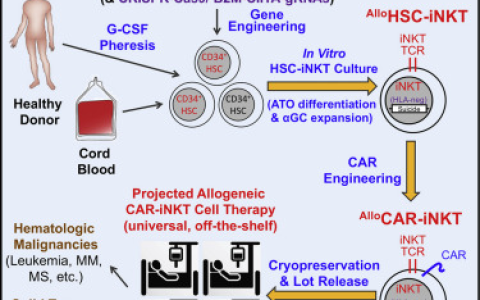 盘点| CAR-T免疫细胞疗法最新研究进展