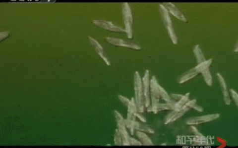 脑中风有救了！干细胞让70岁脑中风患者康复