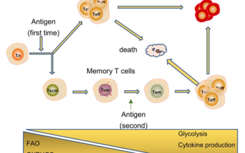 优化代谢以提高CAR-T细胞的功效