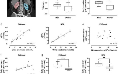 JEV：肾单位质量决定了尿液来源细胞外囊泡的分泌量
