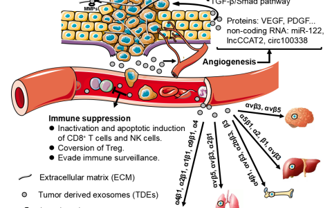 Biomed Pharmacother |香港中文大学（深圳）医学院杜鹃教授团队：肿瘤外泌体在转移中的作用