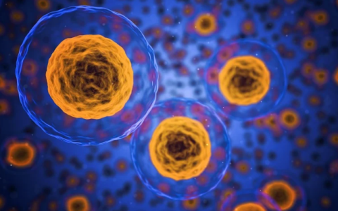 间充质干细胞的抗衰老作用机制