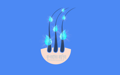 毛囊干细胞：我的茂密秀发全靠你了！