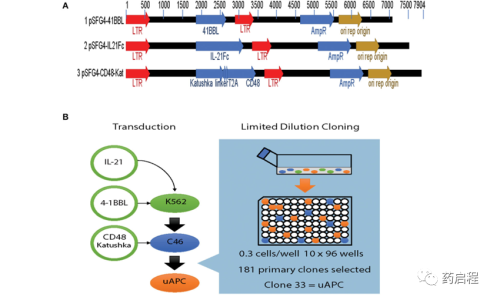 抗原呈递细胞促进CAR-NK 细胞的代谢适应性和抗肿瘤活性