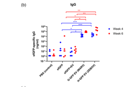 病毒糖蛋白的跨膜结构域在细胞外囊泡上呈递抗原以增强免疫原性
