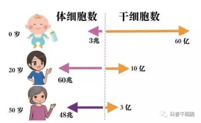 【干细胞抗衰老】是一种新的健康生活方式