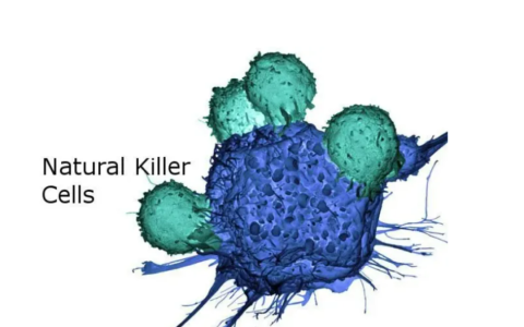关于免疫细胞的10问10答