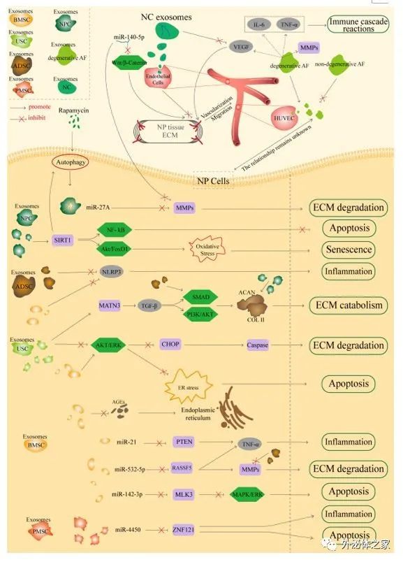 Front Cell Dev Biol | 空军军医大学西京医院骨科闫铭教授团队：外泌体免疫策略：一种改善椎间盘退变的新方法