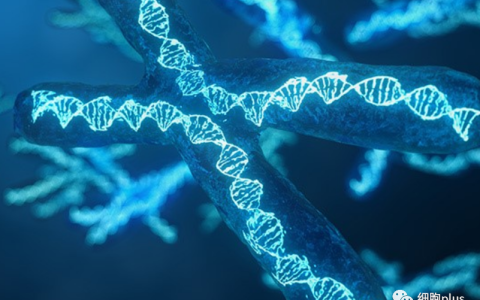 谈谈端粒和干细胞，以及抗衰老那些事