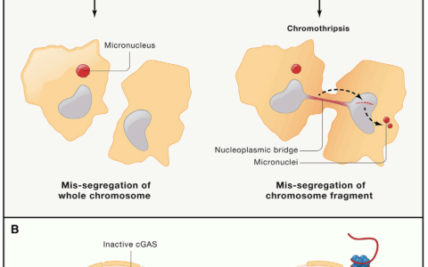 【重磅综述】细胞质DNA与衰老和疾病