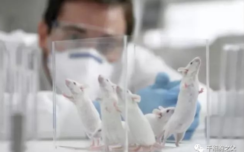 美国科学家：注射干细胞竟然可延长寿命3倍！