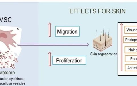 间充质干细胞分泌组在皮肤病领域的重要作用
