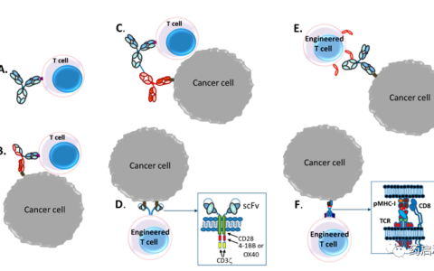 双特异性T细胞重定向与CAR-T细胞
