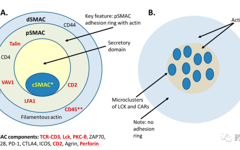 T 细胞突触和杀伤靶细胞