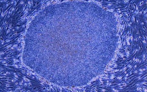 日媒 | 日本需要更多的投资来保护其在iPS细胞治疗方面的发现