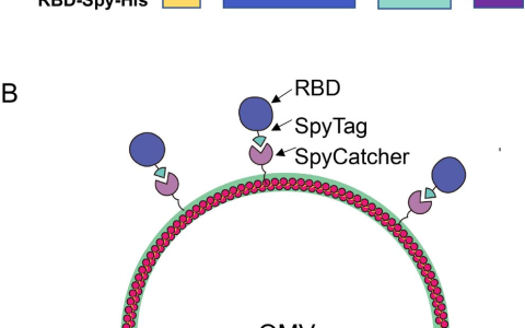 科学家开发出一种基于细菌外泌体的有效新冠疫苗，可从鼻腔吸入！