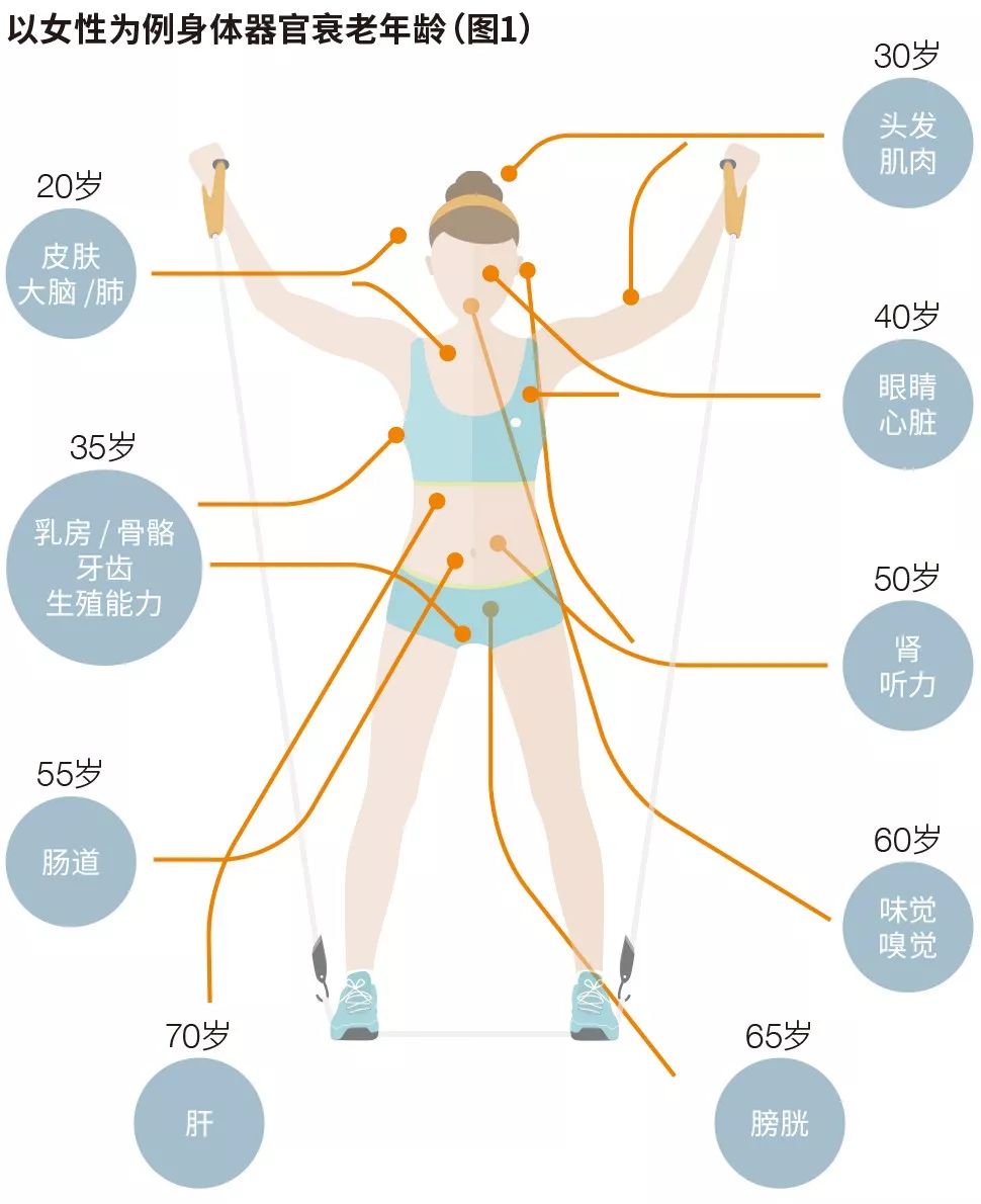 一文读懂丨人类衰老过程之免疫衰老