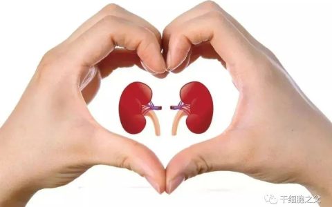 肾病患者新选择，干细胞疗法修复肾损伤！