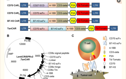 CD70 CAR-T 的临床前和临床进展
