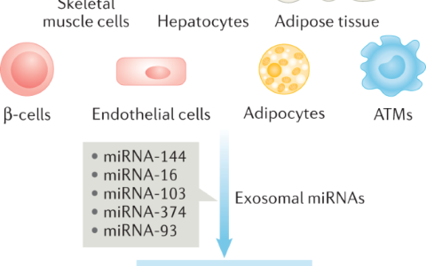 43分评论文章阐述外泌体在代谢性疾病相关癌症诊疗中的价值