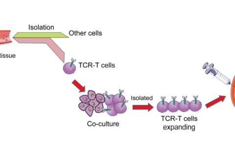 细胞治疗的前沿领域：TCR-T细胞疗法