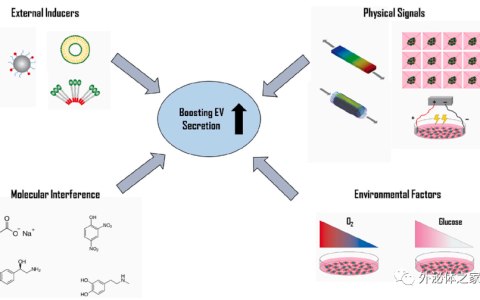 Biotechnol Adv丨什么方法能促进外泌体的大量分泌？