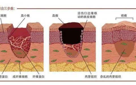 科普日谈丨皮损修复的新宠-外泌体