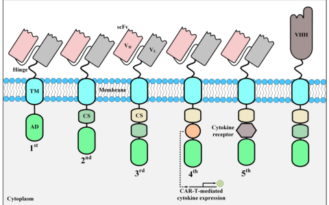 基于纳米抗体的CAR-T细胞疗法