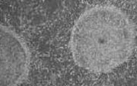 诺奖10年 | 约翰霍普金斯大学的诱导多能干细胞研究