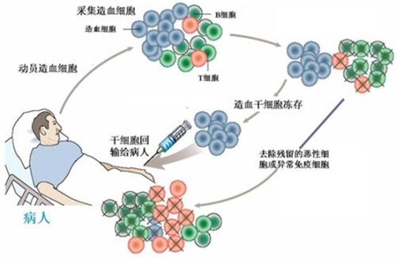 干细胞可以从人体的哪些组织中提取
