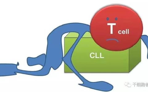 T细胞也有累了的时候，如何理解 T 细胞耗竭